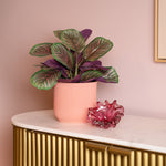 Potted plant and pink glass vase on a marble surface with a gold cabinet and pink wall in the background