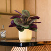 Decorative plant on a small table with bottles and a glass in a stylish interior setting.