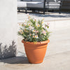 Terracotta pot with flowers on a concrete surface