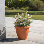 Terracotta pot with flowers on a stone patio