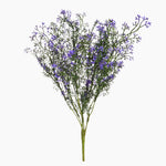 Bouquet of purple flowers on a white background