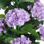 Purple hydrangea flower cluster with green leaves on a white background.