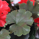 Artificial red geranium patio planter leaves