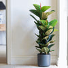 Potted plant in a room with a neutral background