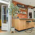 Bar area with wooden counter, shelves with bottles, and a plant in a modern interior setting.