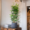 Potted plant on a wooden table with a neutral wall background