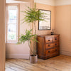 Wooden dresser with a plant and framed picture in a room with wooden flooring and a window.