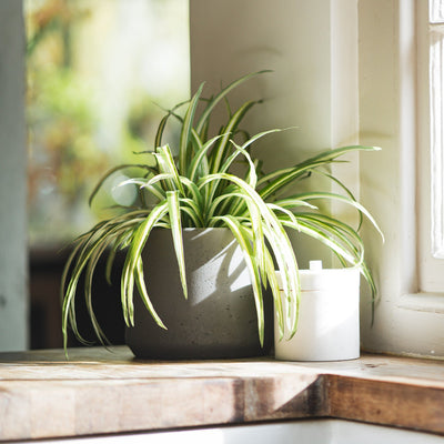 Potted plant on a windowsill with natural light