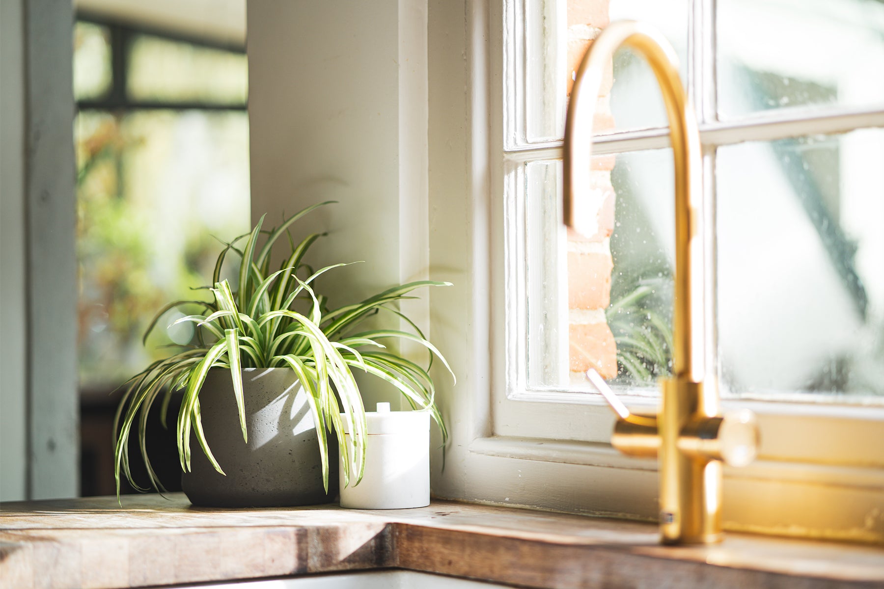 Potted plant on a windowsill with a gold faucet in the background