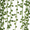 Close up of an artificial green hanging plant with lots of small green 'pearls' on a white background