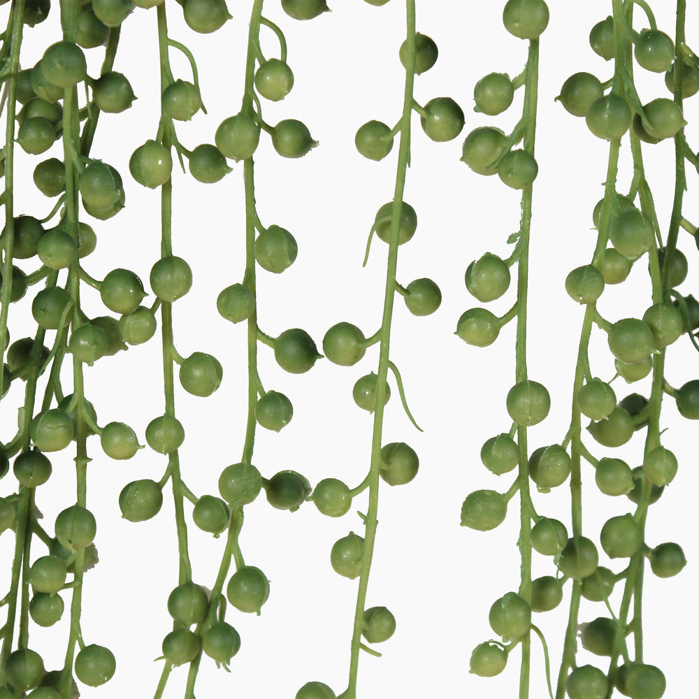 Close up of an artificial green hanging plant with lots of small green 'pearls' on a white background