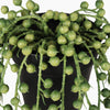 Potted plant with green spherical fruits on a white background