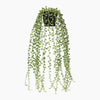 Hanging green plant with a white background