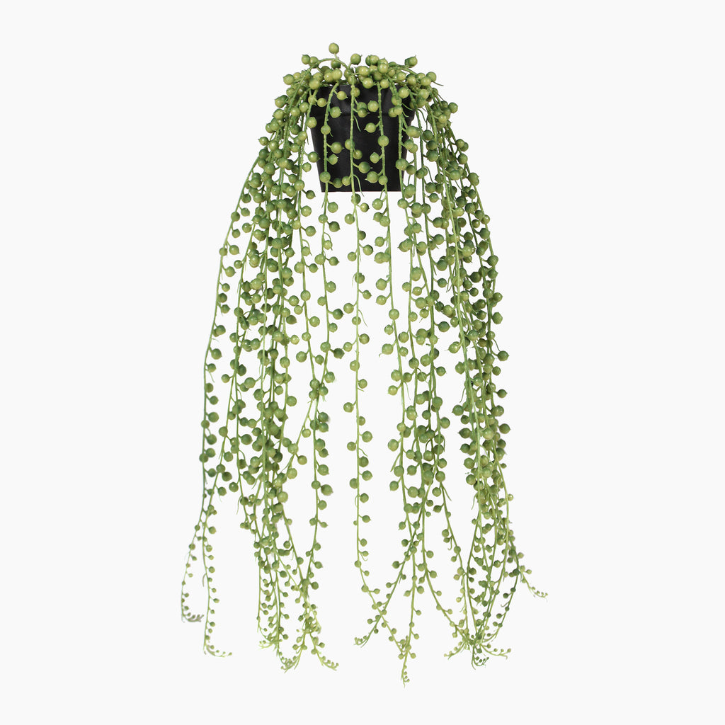 Hanging green plant with a white background