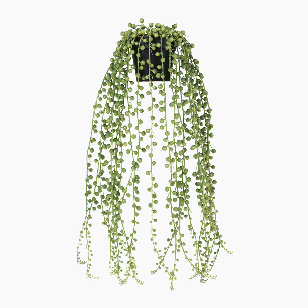 Hanging green plant with a white background