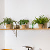 Shelf with potted plants and cups against a white tiled wall