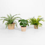 Three potted plants on a white background