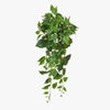 Trailing pothos pack
