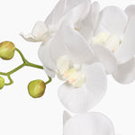 Phalaenopsis orchid