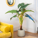 Colocasia