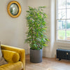 Asian wonder bamboo