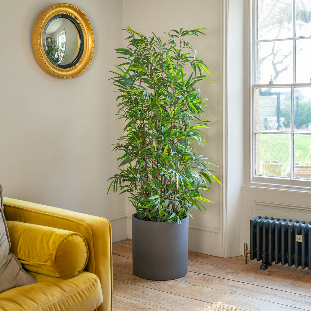 Asian wonder bamboo