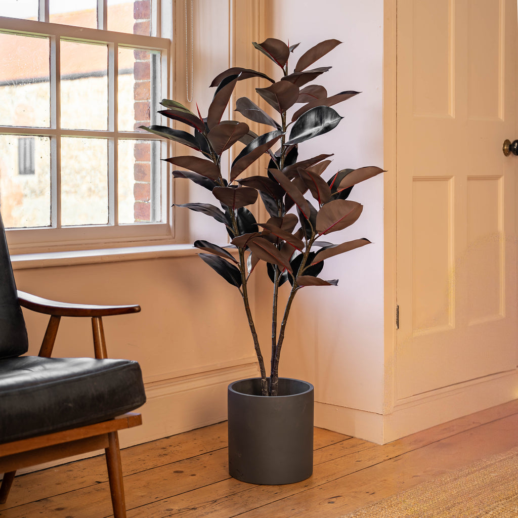 Black rubber plant