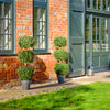 Boxwood triple ball tree