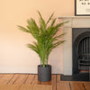 Chamaedorea palm