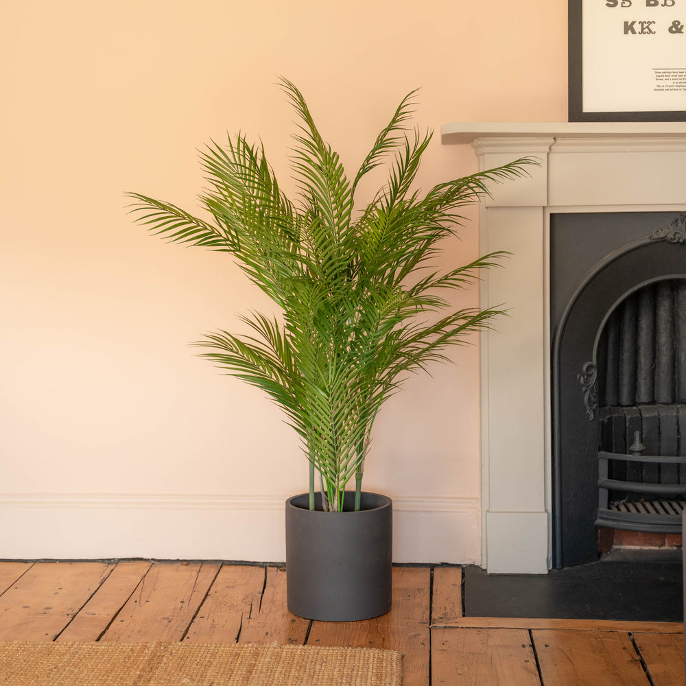 Chamaedorea palm
