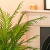 Chamaedorea palm