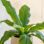 Crocodile fern