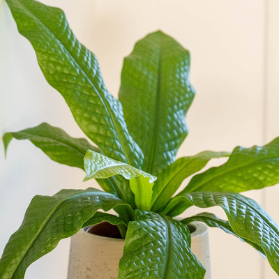 Crocodile fern
