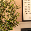Ligurian olive tree