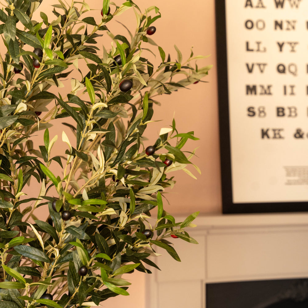Ligurian olive tree