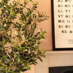 Ligurian olive tree