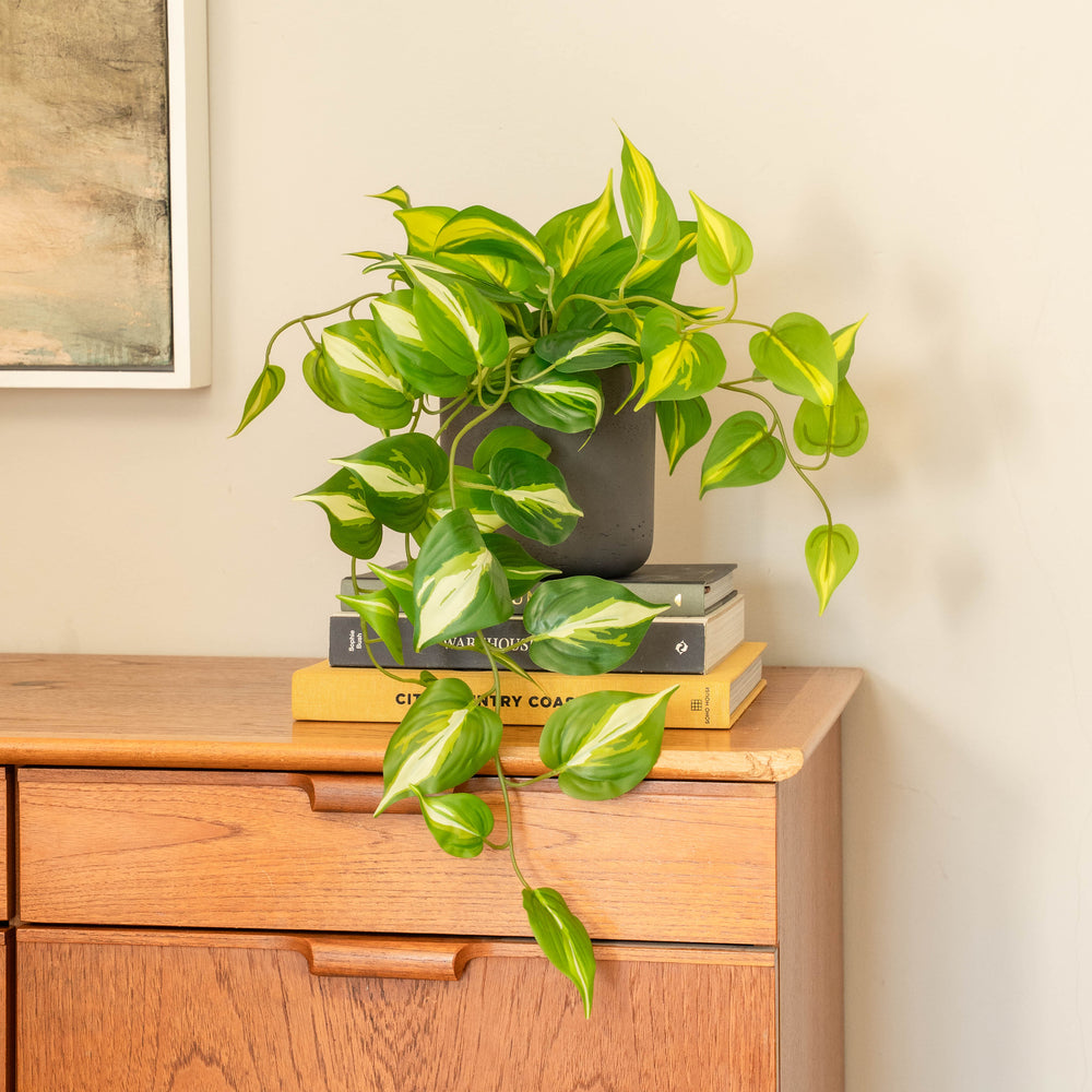Devil's ivy pothos