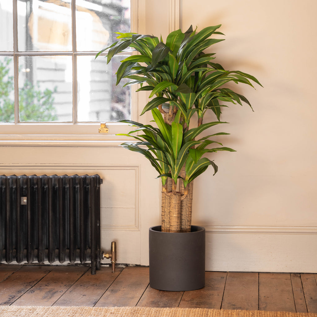 Potted plant in a room with a window and radiator