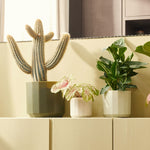 Three potted plants on a light-colored surface with a neutral background