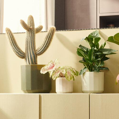 Three potted plants on a light-colored surface with a neutral background