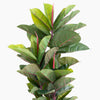 Artificial 105cm rubber tree foliage
