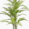 Green palm plant on a white background