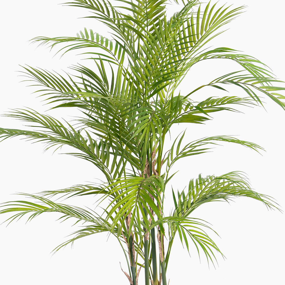 Green palm plant on a white background