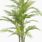 Green palm plant on a white background
