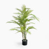 Potted palm plant on a white background