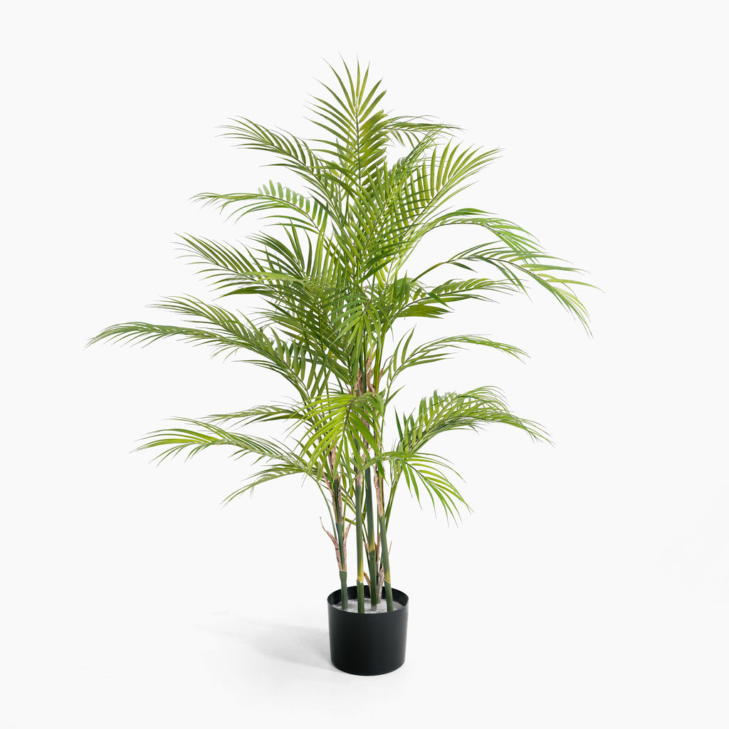 Potted palm plant on a white background