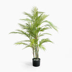 Potted palm plant on a white background