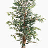 Artificial ficus tree with green leaves on a white background