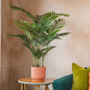 Potted plant on a small table next to a sofa with colourful cushions against a beige wall.
