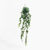 Artificial hanging ivy plant on a white background